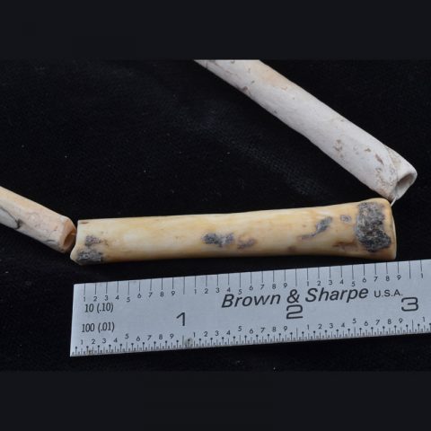 BC1679 | Dog Bones Ancient Shell Beads from Lopburi - 04