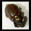 Amazing Shibuichi Scarab Beetle