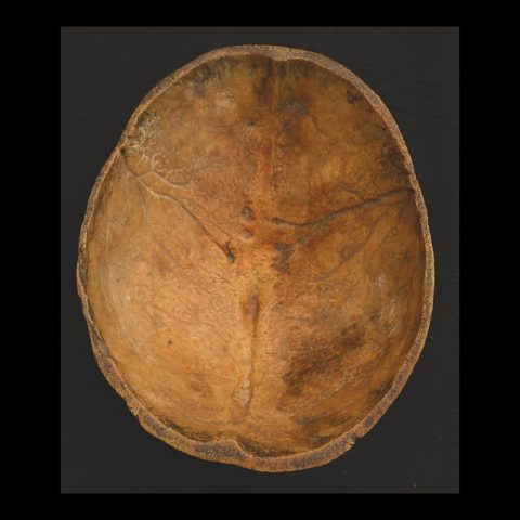 KP501 | Antique Human Skull Kapala from Tibet - 02 | KP501 | Antique Human Skull Kapala from Tibet - 02