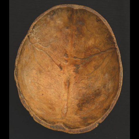 KP501 | Antique Human Skull Kapala from Tibet - 03