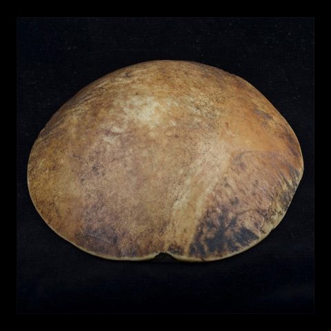 KP8003 | Antique Chin Human Skull Kapala - 00 | KP8003 | Antique Chin Human Skull Kapala - 00