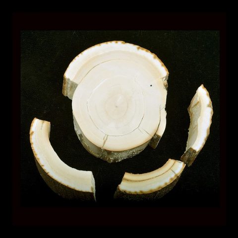 MI01 | Slice of Mammoth Tusk Ivory - 01 | MI01 | Slice of Mammoth Tusk Ivory - 01